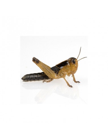 Criquet migrateur subadulte - boîte de 10 à 11 - Taille 2 à 4 cm - Alivita.