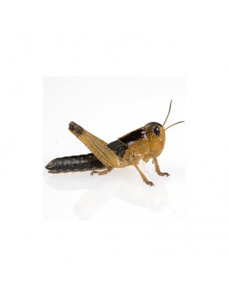 Criquet migrateur subadulte - boîte de 10 à 11 - Taille 2 à 4 cm - Alivita.