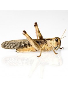 Criquet migrateur grand - boîte de 9 - Taille 4 à 7 cm - LM4 - Alivita sarl 2