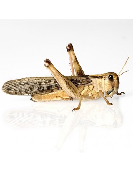 Criquet migrateur grand - boîte de 9 - Taille 4 à 7 cm - LM4 - Alivita sarl