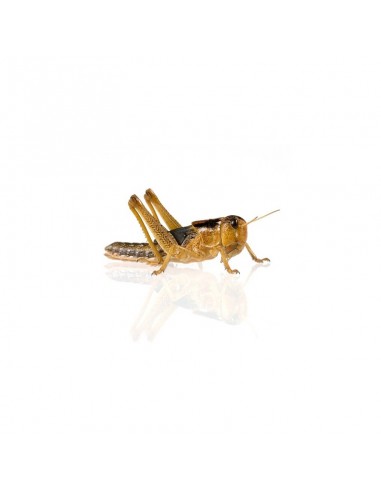 Criquet migrateur moyen - boîte de 10 à 11 - Taille 1 à 2 cm - LM2 - Alivita Sarl