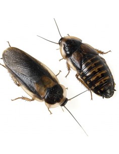 Blatte Dubia d’Argentine grand - boîte de  8 à 9 - Taille 4 à 5 cm