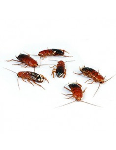 Blattes Red Runners grande - boîte de env. 35 - Taille 1,5 à 2 cm