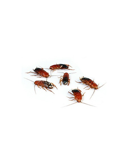 Blattes Red Runners grande - boîte de env. 35 - Taille 1,5 à 2 cm