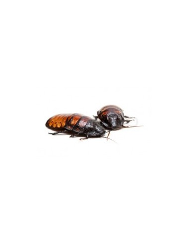 Blattes de Madagascar grand - boîte de 1- Taille 6 à 10 cm