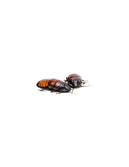 Blattes de Madagascar grand - boîte de 1- Taille 6 à 10 cm