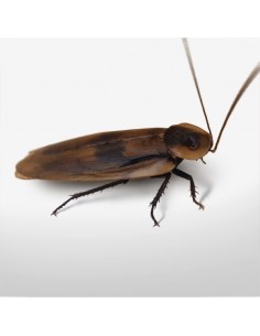 Blaberius craniifer gigantecus grand - boîte de 10 - Taille 5 à 7 cm 2