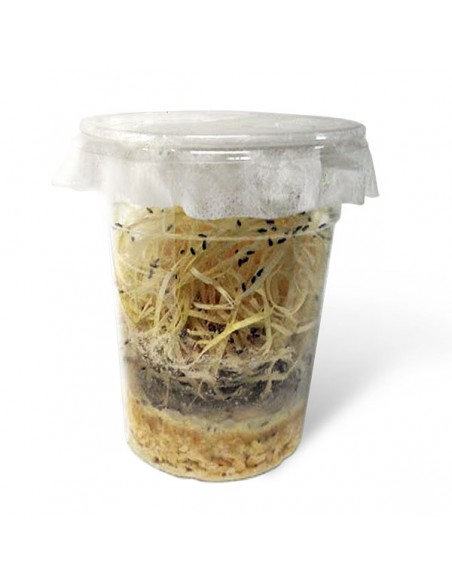 Drosophiles adultes - cylindre 1/2 litre - Taille 1 mm