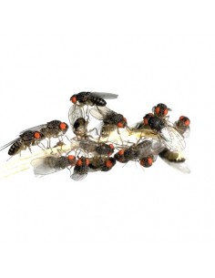 Drosophiles adultes - cylindre 1 litre - Taille 1 mm 2