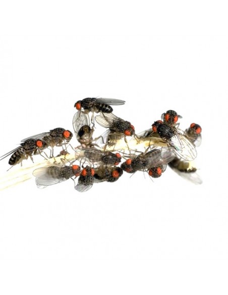 Drosophiles mini - cylindre 1 litre - Taille 0,5 mm