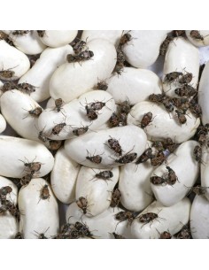 Bruches du pois - boîte (33 cl) - Taille 3 à 5 mm 2