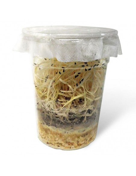 Drosophiles adultes - cylindre 1 litre - Taille 1 mm