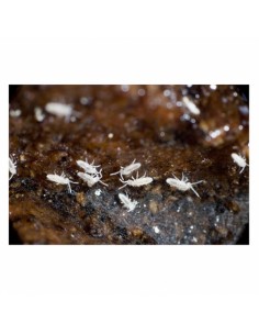 Collemboles - boîte 1 Litre - Taille 1 mm