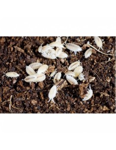 Cloporte tropical - boîte 1/2 Litre - Taille 2 mm