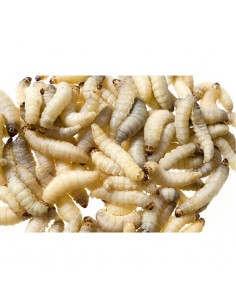 Teignes de ruche - boîte 15g (env. 25) - Taille 1 Cm