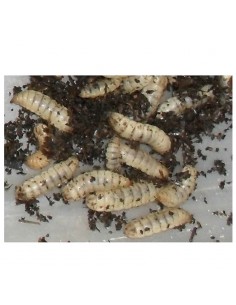 Larves de cétoines - boîte (env. 8 à 10) - Taille 2,5 Cm