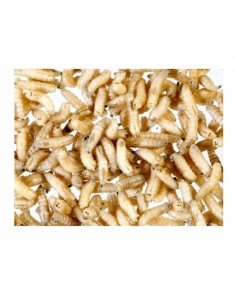 Asticot petit de mouche bleue - boîte (5 cl) - Taille 4 mm