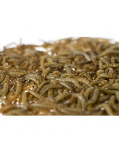 Vers de farine grand - sac 1 Kg - Taille 1,5 cm