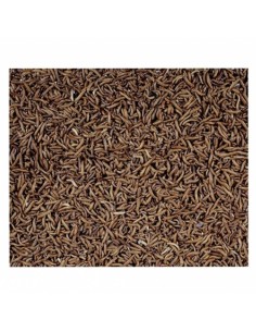 Vers de farine mini - boîte 50 ml - Taille 0,5 cm