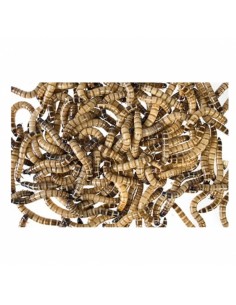 Zophobas morio grand - sac 1 Kg - Taille 5 cm