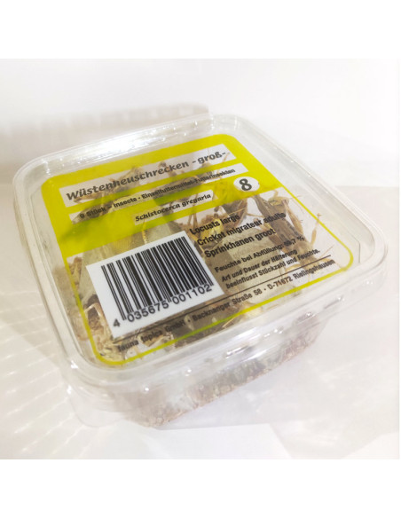 Criquet pèlerin grand - boîte de 9 - Taille 4 à 7 cm - SG4 - Alivita sarl