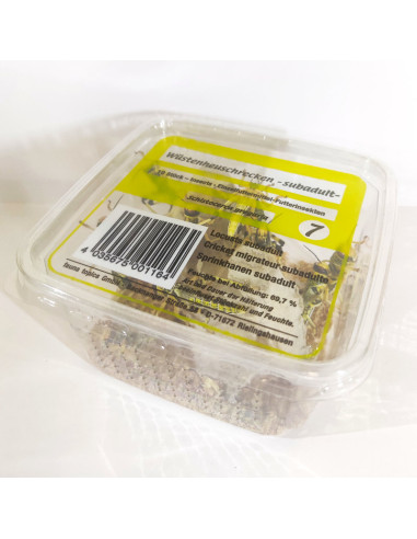 Criquet pèlerin subadulte - boîte de 10 à 11 - Taille 2 à 4 cm - SG3 - Alivita sarl