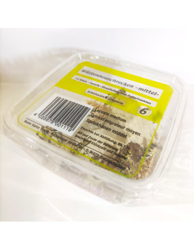 Criquet pèlerin moyen - boîte de 14 à 16 - Taille 1 à 2 cm - SG2 - Alivita sarl