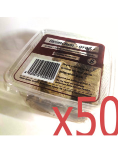 Grillon domestique grand - boîte 35 à 40 - Taille (8) 1,5 à 2,5 cm - AD4 - Alivita Sarl