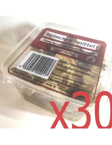 Grillon domestique moyen - boîte 60 à 70 - Taille (6) 0,5 à 0,8 cm - AD3_x30 - Alivita Sarl