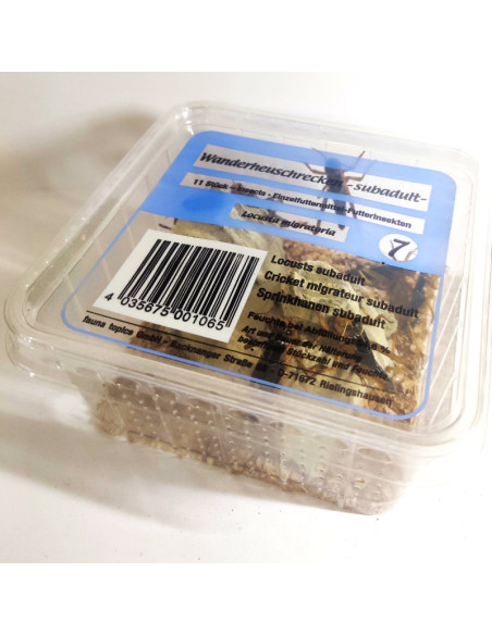 Criquet migrateur subadulte - boîte de 10 à 11 - Taille 2 à 4 cm - LM4 - Alivita sarl