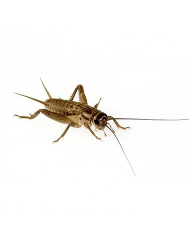Grillon domestique moyen - boîte 60 à 70 - Taille (6) 0,5 à 0,8 cm - AD3_x30 - Alivita Sarl