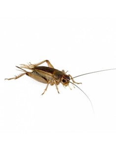 Grillon Rouge Assimilis grand - env. 30 - Taille (8) 2 à 3 cm