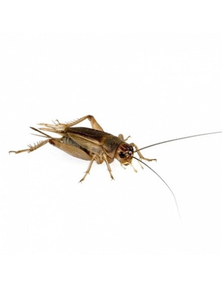 Grillon Rouge Assimilis grand - env. 30 - Taille (8) 2 à 3 cm
