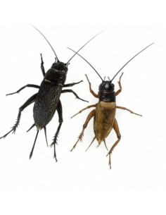 Grillon Noirs Bimaticulatus grand - env. 25 - Taille (8) 2,5 à 3 cm