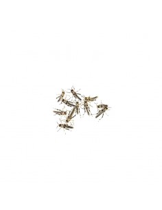 Criquet pèlerin petit - boîte de 18 à 22 - Taille 0,5 à 1 cm - SG1  - Alivita sarl
