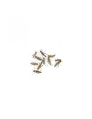 Criquet pèlerin petit - boîte de 18 à 22 - Taille 0,5 à 1 cm - SG1  - Alivita sarl
